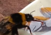 Vets save bumble bee from certain death